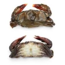 soft shell crab